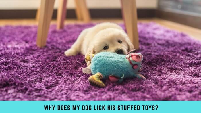 Why Does My Dog Lick His Stuffed Toys?