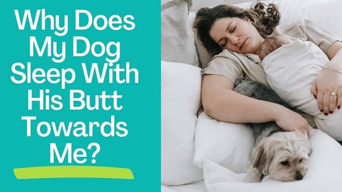 Why Does My Dog Sleep With His Butt Towards Me?