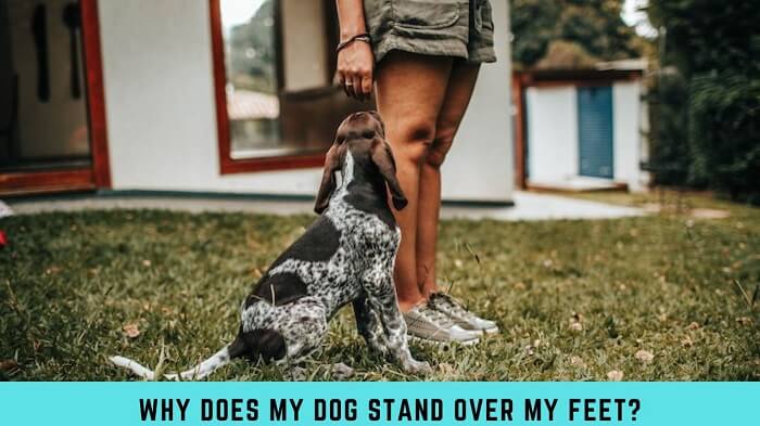 Why Does My Dog Stand Over My Feet?