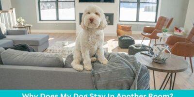 Why Does My Dog Stay In Another Room: How to change the behavior