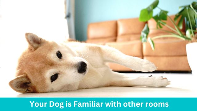 Your Dog is Familiar with other rooms