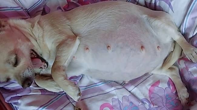 chihuahua Pregnancy