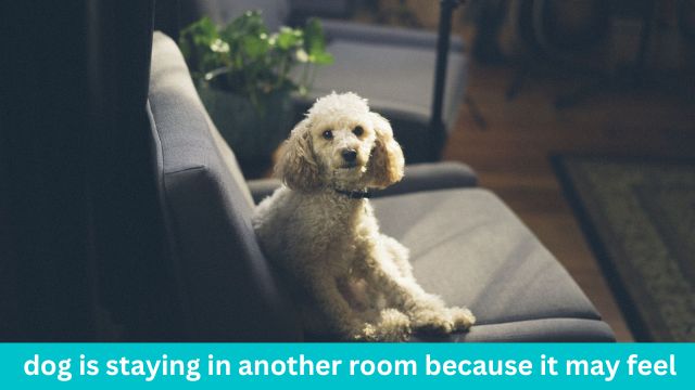 dog is staying in another room because it may feel insecure