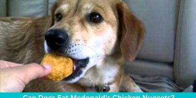 Can Dogs Eat McDonald’s Chicken Nuggets?
