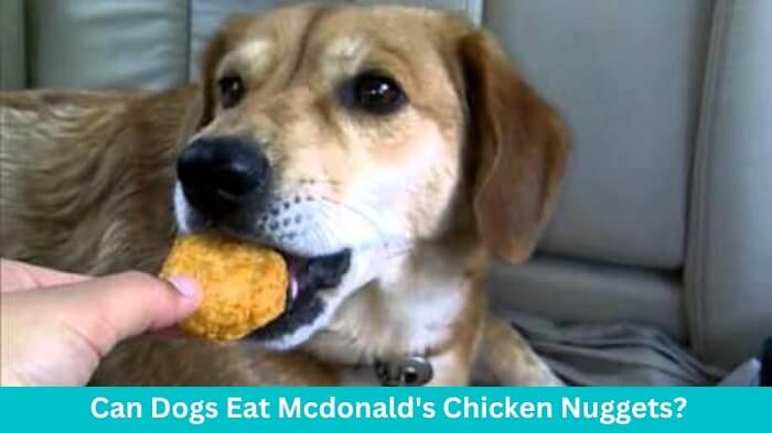 Can Dogs Eat Mcdonald's Chicken Nuggets?