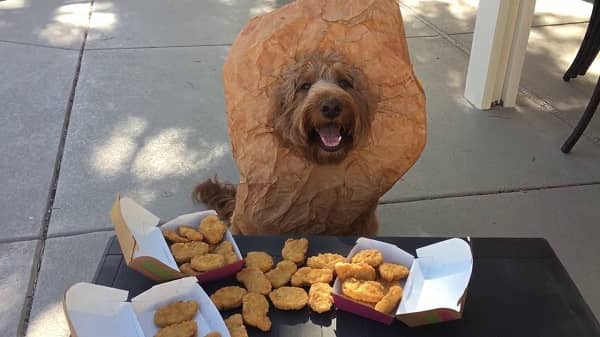 Dogs Eat Mcdonald's Chicken Nuggets