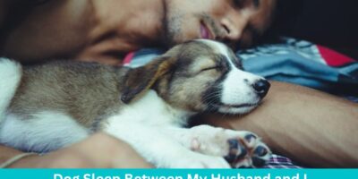 Why Does My Dog Sleep Between My Husband and I?