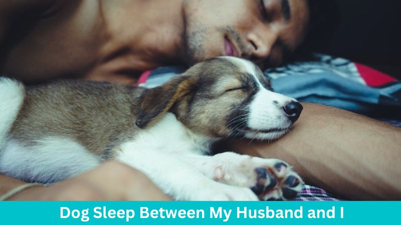 Why Does My Dog Sleep Between My Husband and I
