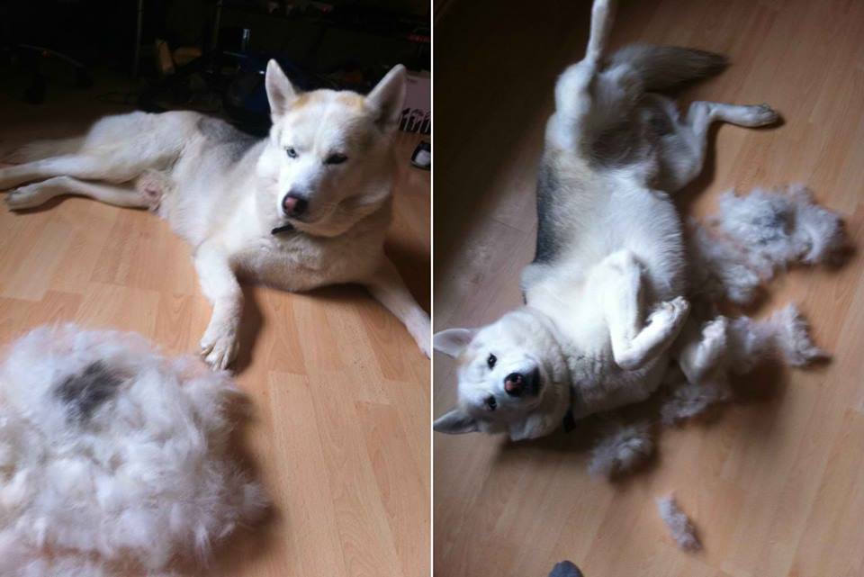 Causes of Abnormal Excessive Shedding in Huskies