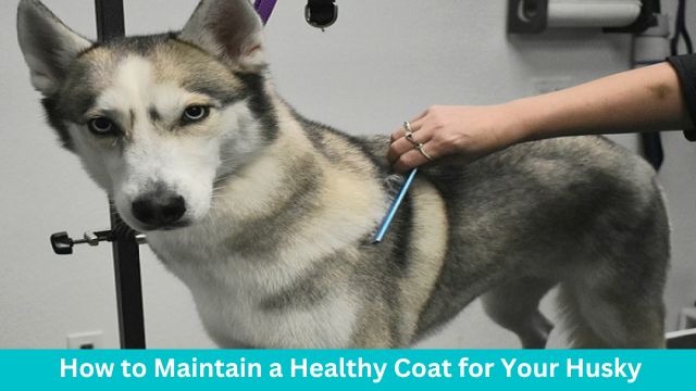 How to Maintain a Healthy Coat for Your Husky