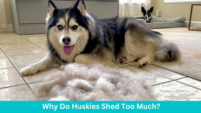 Why Do Huskies Shed Too Much