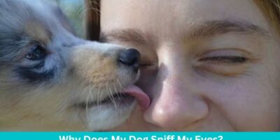 Why Does My Dog Sniff My Eyes: 11 Possible Causes