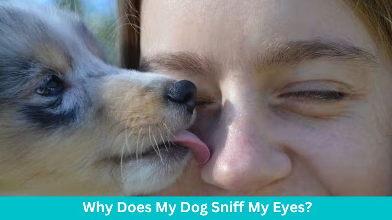 Why Does My Dog Sniff My Eyes
