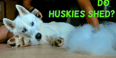Do Huskies Shed? Everything You Need To Know
