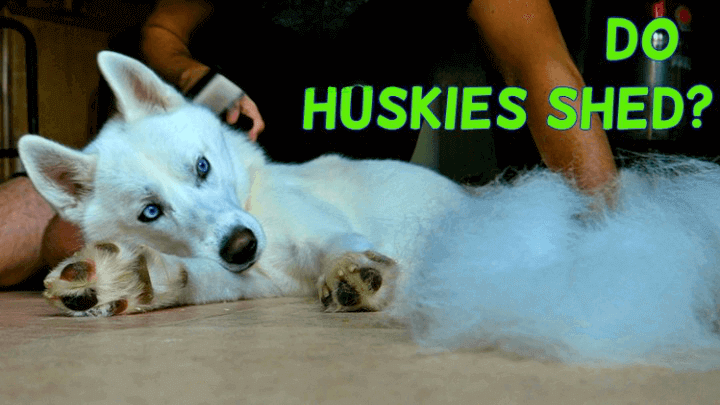 do huskies shed