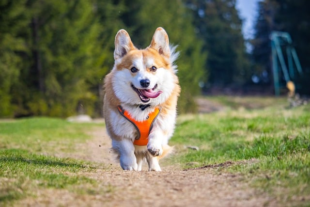 Do Corgis Have The Ability To Run Long Distances