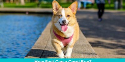 How Fast Can a Corgi Run?