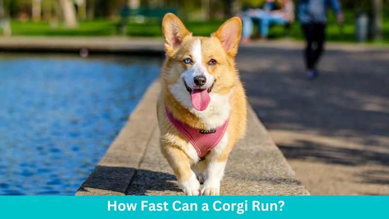 How fast can a corgi run