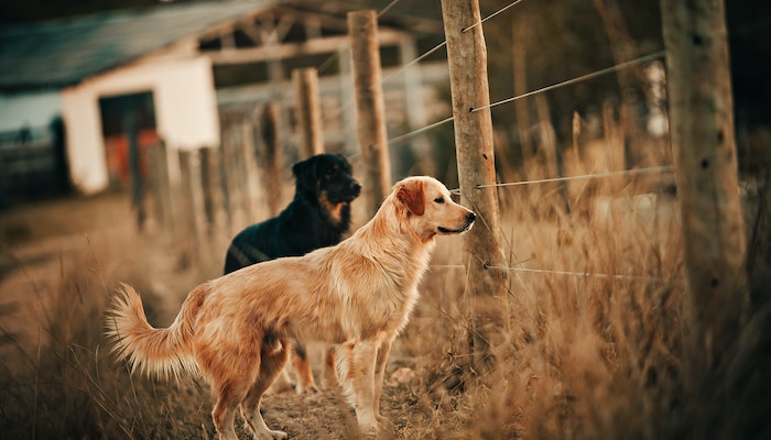 Pet Guardians Is Your Pet Protected