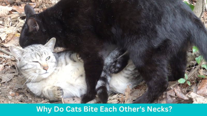 Why Do Cats Bite Each Other's Necks
