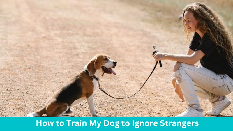 How to Train My Dog to Ignore Strangers