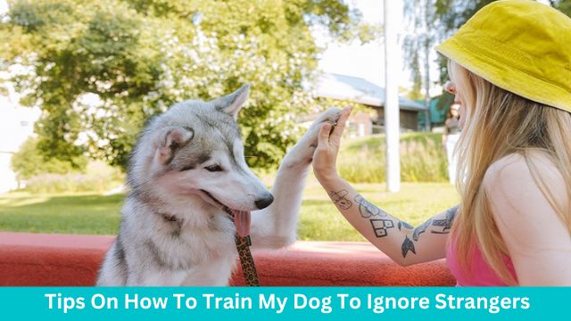 Tips On How To Train My Dog To Ignore Strangers