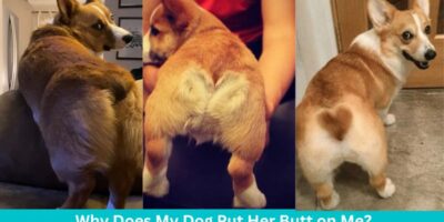 Why Does My Dog Put Her Butt on Me?