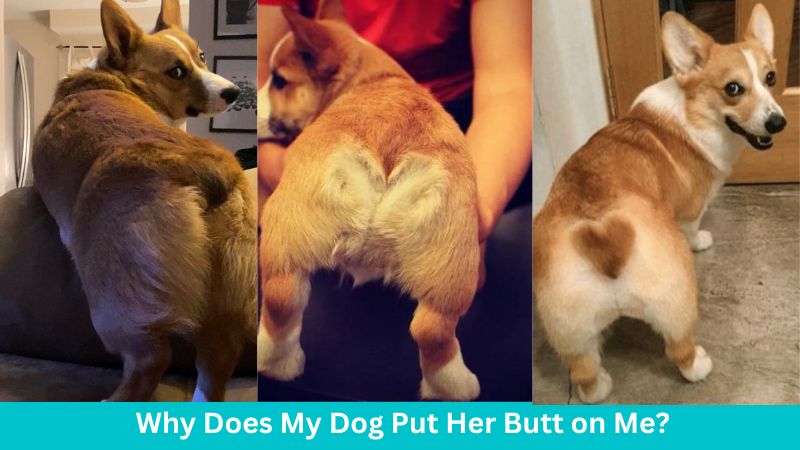 Why Does My Dog Put Her Butt on Me