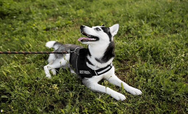How a Dog Bungee Leash Can Revolutionize Your Outdoor Adventures with Your Furry Friend