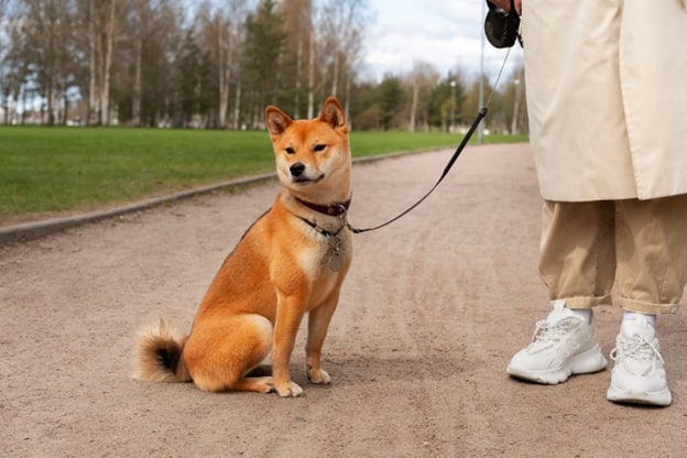 Safety Tips For Using a Dog Bungee Leash