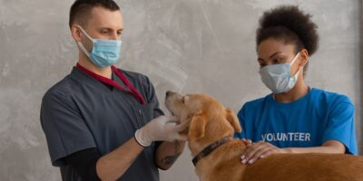 How to Transform Your Passion for Pets into a Rewarding Career