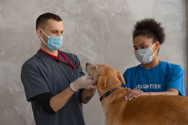 How to Transform Your Passion for Pets into a Rewarding Career