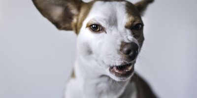 The Benefits of Teaching Your Dog Not to Bite