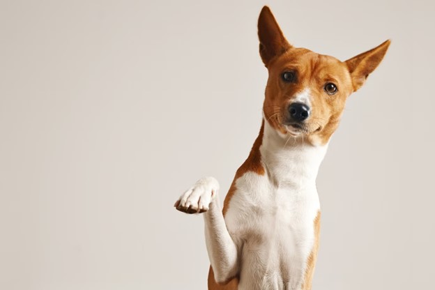 Effective Techniques and Exercises in Dog Physiotherapy