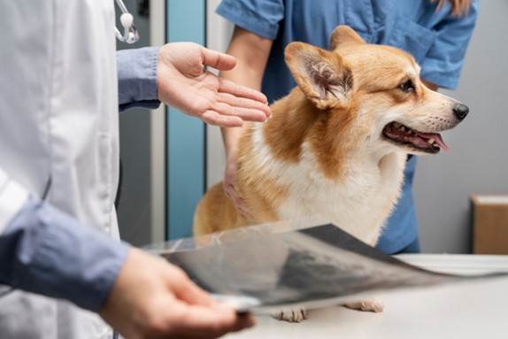 Techniques in Dog Physiotherapy