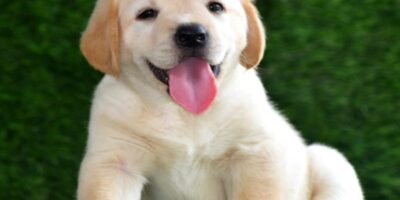 Golden Retriever Puppies: Your Gateway to Pure Happiness