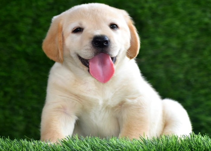 Golden Retriever Puppies Your Gateway to Pure Happiness