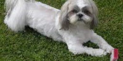 Reserve Your Lhasa Apso Puppy Today and Add Fluffiness to Your Life