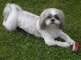Reserve Your Lhasa Apso Puppy Today and Add Fluffiness to Your Life